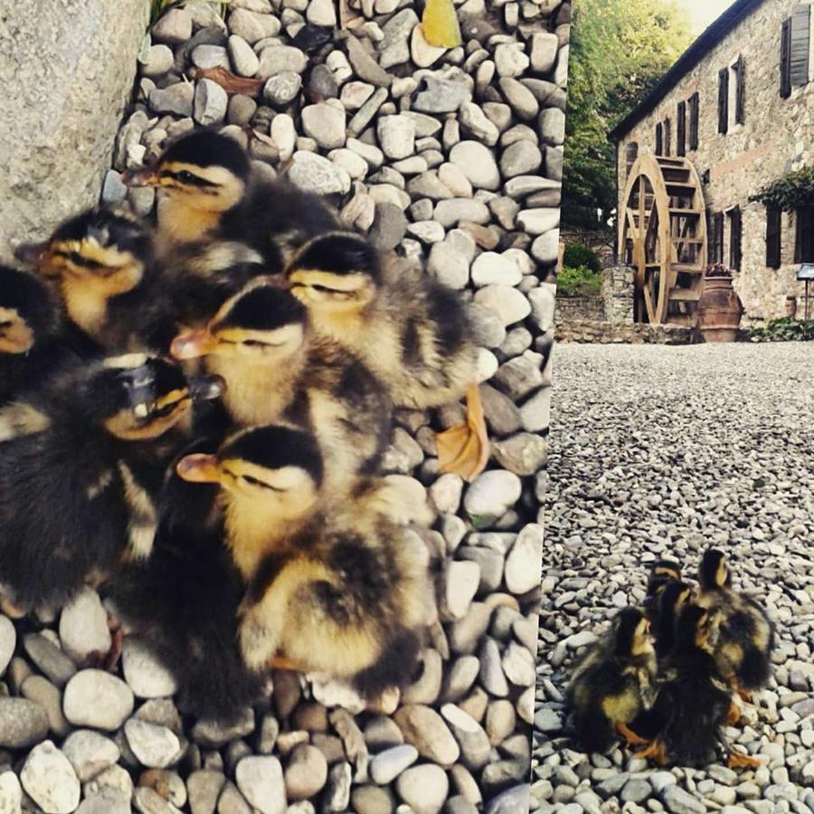Agriturismo Il Mulino Delle Pile Chiusdino Exteriér fotografie